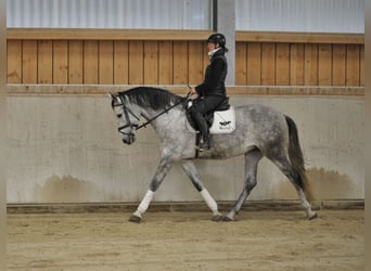 Andaluces, Caballo castrado, 7 años, 167 cm, Tordo rodado