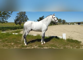 Andaluces, Caballo castrado, 7 años, 168 cm, Tordo