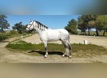 Andaluces, Caballo castrado, 7 años, 168 cm, Tordo