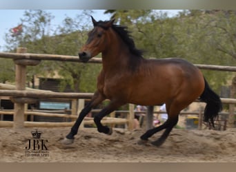Andaluces, Caballo castrado, 7 años, 169 cm, Castaño