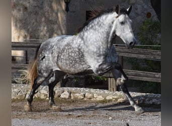 Andaluces, Caballo castrado, 7 años, 177 cm, Tordo