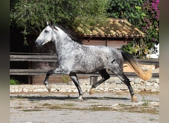 Andaluces, Caballo castrado, 7 años, 177 cm, Tordo