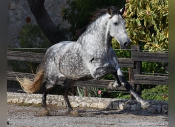 Andaluces, Caballo castrado, 7 años, 177 cm, Tordo