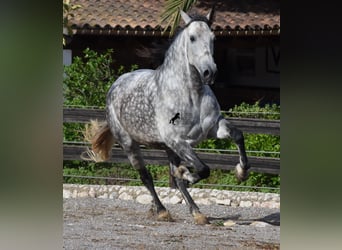 Andaluces, Caballo castrado, 7 años, 177 cm, Tordo