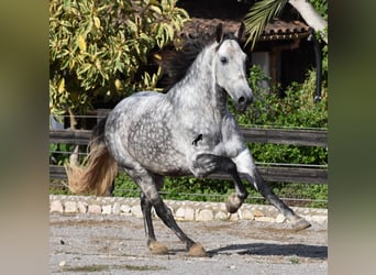 Andaluces, Caballo castrado, 7 años, 177 cm, Tordo