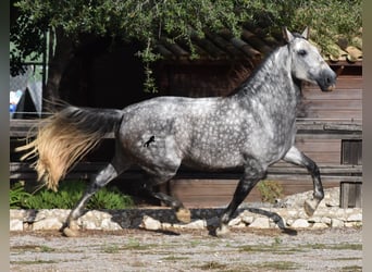 Andaluces, Caballo castrado, 7 años, 177 cm, Tordo