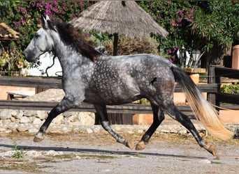 Andaluces, Caballo castrado, 7 años, 177 cm, Tordo