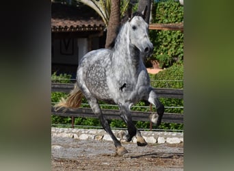 Andaluces, Caballo castrado, 7 años, 177 cm, Tordo