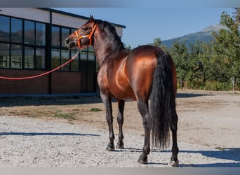 Andaluces, Caballo castrado, 7 años, Castaño