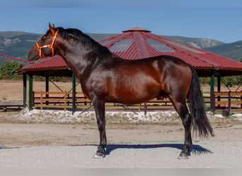Andaluces, Caballo castrado, 7 años, Castaño