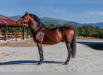 Andaluces, Caballo castrado, 7 años, Castaño