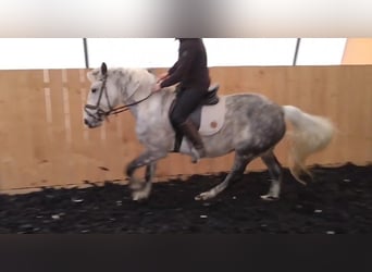 Andaluces Mestizo, Caballo castrado, 8 años, 151 cm, Tordo rodado