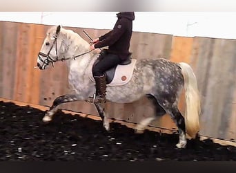 Andaluces Mestizo, Caballo castrado, 8 años, 151 cm, Tordo rodado