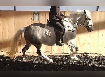 Andaluces Mestizo, Caballo castrado, 8 años, 151 cm, Tordo rodado