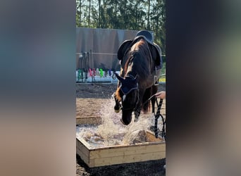 Andaluces, Caballo castrado, 8 años, 153 cm, Morcillo