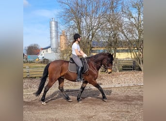 Andaluces Mestizo, Caballo castrado, 8 años, 154 cm, Castaño