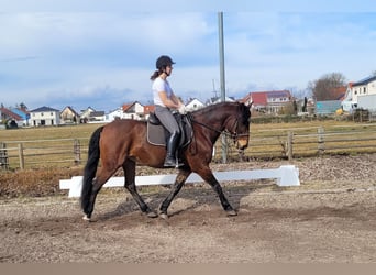 Andaluces Mestizo, Caballo castrado, 8 años, 154 cm, Castaño