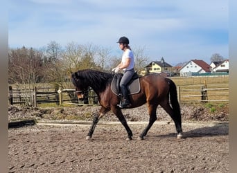 Andaluces Mestizo, Caballo castrado, 8 años, 154 cm, Castaño