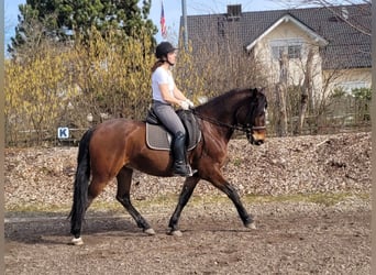 Andaluces Mestizo, Caballo castrado, 8 años, 154 cm, Castaño