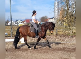 Andaluces Mestizo, Caballo castrado, 8 años, 154 cm, Castaño