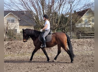 Andaluces Mestizo, Caballo castrado, 8 años, 154 cm, Castaño