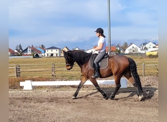 Andaluces Mestizo, Caballo castrado, 8 años, 154 cm, Castaño