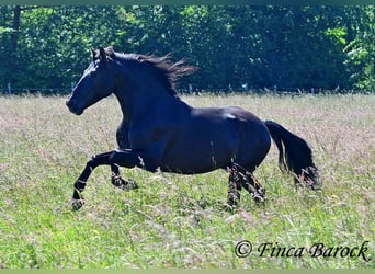 Andaluces, Caballo castrado, 8 años, 154 cm, Negro