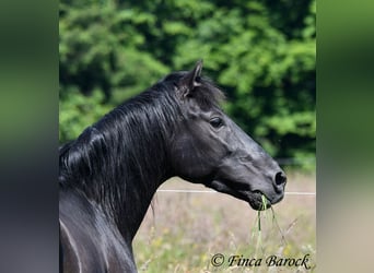 Andaluces, Caballo castrado, 8 años, 154 cm, Negro