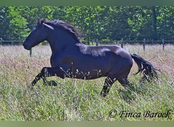 Andaluces, Caballo castrado, 8 años, 154 cm, Negro