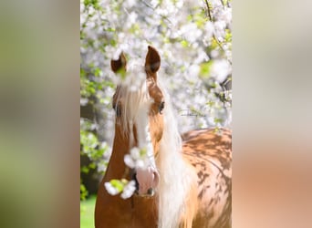 Andaluces, Caballo castrado, 8 años, 154 cm, Palomino