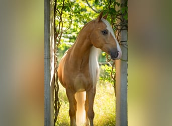 Andaluces, Caballo castrado, 8 años, 154 cm, Palomino