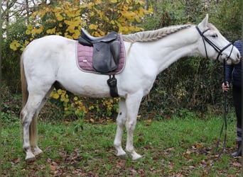 Andaluces, Caballo castrado, 8 años, 154 cm, Tordo