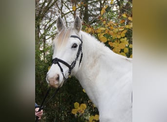 Andaluces, Caballo castrado, 8 años, 154 cm, Tordo