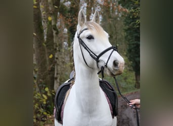 Andaluces, Caballo castrado, 8 años, 154 cm, Tordo