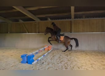 Andaluces, Caballo castrado, 8 años, 155 cm