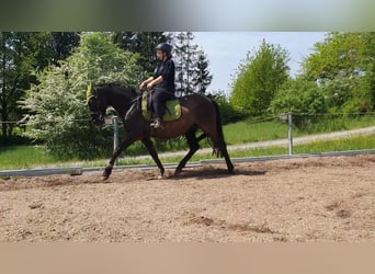 Andaluces, Caballo castrado, 8 años, 155 cm, Morcillo