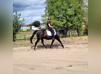Andaluces, Caballo castrado, 8 años, 155 cm, Negro