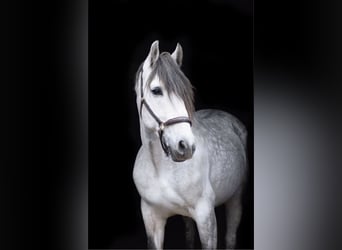 Andaluces, Caballo castrado, 8 años, 155 cm, Tordo rodado