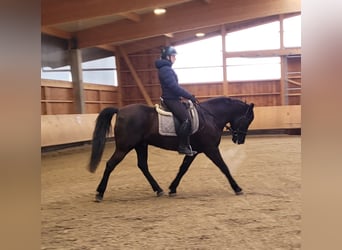 Andaluces Mestizo, Caballo castrado, 8 años, 156 cm, Castaño oscuro