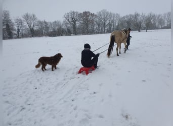 Andaluces, Caballo castrado, 8 años, 157 cm, Bayo