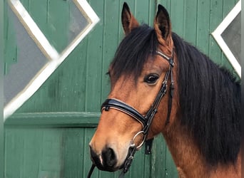Andaluces, Caballo castrado, 8 años, 157 cm, Castaño