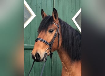 Andaluces, Caballo castrado, 8 años, 157 cm, Castaño