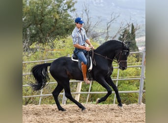 Andaluces, Caballo castrado, 8 años, 157 cm, Negro