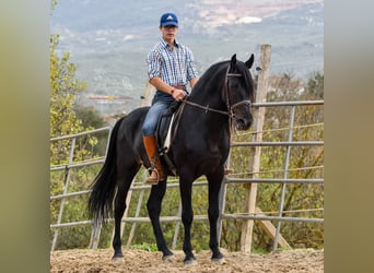 Andaluces, Caballo castrado, 8 años, 157 cm, Negro