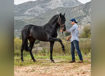 Andaluces, Caballo castrado, 8 años, 157 cm, Negro