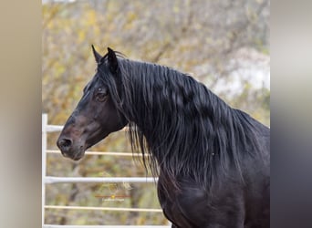 Andaluces, Caballo castrado, 8 años, 157 cm, Negro