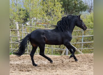 Andaluces, Caballo castrado, 8 años, 157 cm, Negro