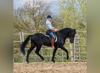 Andaluces, Caballo castrado, 8 años, 157 cm, Negro