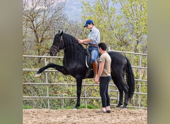 Andaluces, Caballo castrado, 8 años, 157 cm, Negro