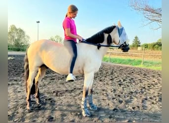 Andaluces Mestizo, Caballo castrado, 8 años, 158 cm, Buckskin/Bayo